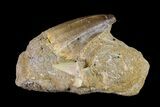Mosasaur (Prognathodon) Tooth In Rock - Morocco #154851-2